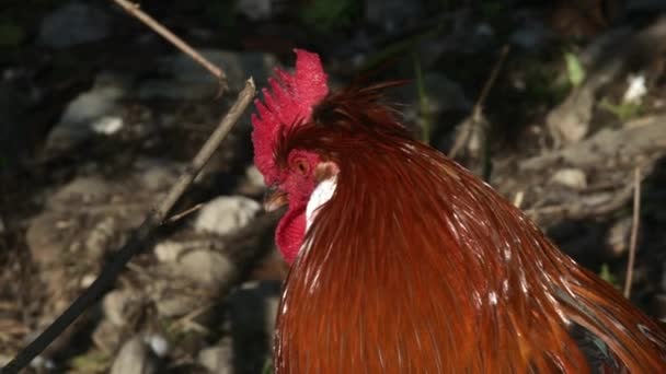 Altsteirer或Styrian Hen是原产于斯洛文尼亚和奥地利国家Styria的一种自主饲养家养鸡 — 图库视频影像
