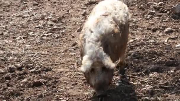 Mangalica Cerdo Mangulica Cerdo Peludo Raza Húngara Por Pelo Largo — Vídeos de Stock