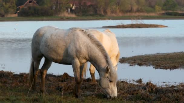 Camargue Wild White Hästar Bete Den Vilda Naturen — Stockvideo