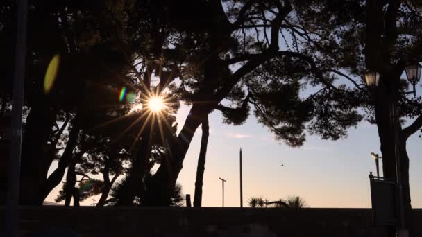 Időeltolódás Nap Mozgó Vályú Fák Egy Nyilvános Parkban — Stock videók