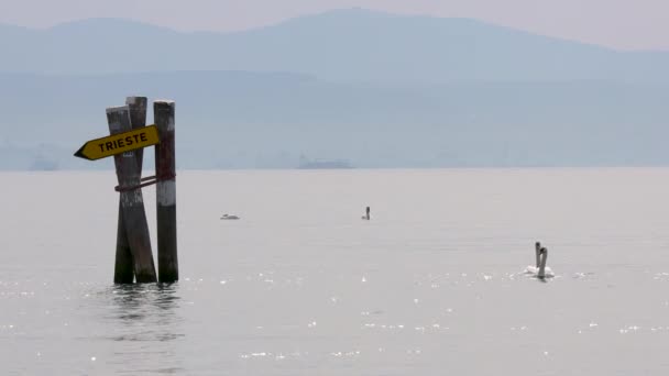Två Svanar Navigerar Riktning Mot Trieste Vid Deltat Vid Floden — Stockvideo