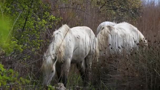 Camargue Wild White Cavalos Pastagem Natureza Selvagem — Vídeo de Stock