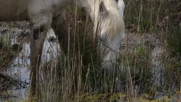 Camargue Wild White Caballos Pasto Naturaleza Salvaje — Vídeo de stock