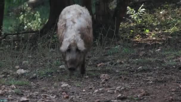 Mangalica或Mangulica Pig 是匈牙利的一种小猪 也是一种长毛猪 — 图库视频影像