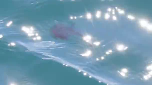 クロアチアのサマーサンライトの下のアドリア海の海の表面を泳いでいる間 家族のペラギウス科の遺伝子ペラニウスからマウブシンガーペラニウスネラフィッシュ クロアチア ヨーロッパ — ストック動画