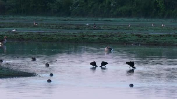 位于意大利朱利亚弗留利河畔的伊比斯河流域 有三只名叫普莱加迪斯 法尔茨内鲁斯 Plegadis Falcinellus 的光滑水鸟或缎子 — 图库视频影像