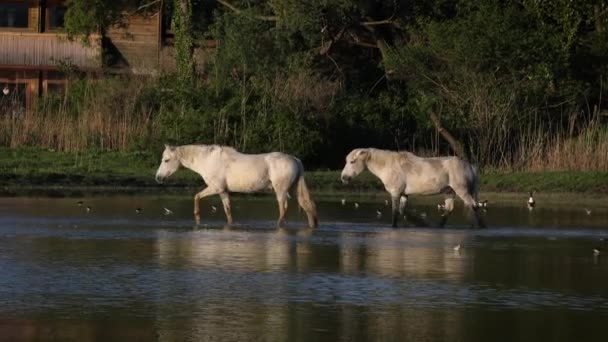 Bela Manhã Caminhe Sobre Água Zona Húmida Três Cavalos Selvagens — Vídeo de Stock