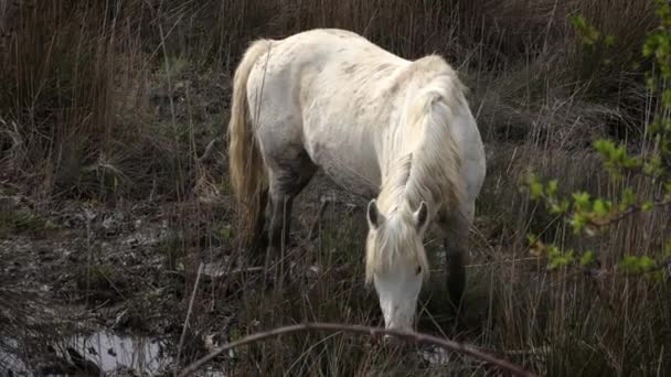 Camargue Wild White Horses Pasture Wild Nature — Stock Video