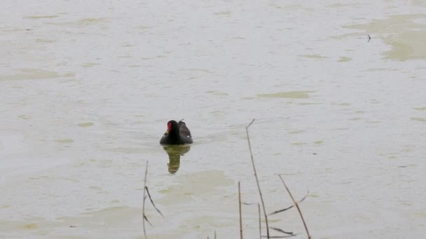 普通的土拨鼠 黄斑狼疮 或只是早上在沼泽地里游泳 — 图库视频影像