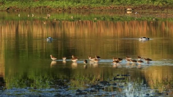 イタリアのソア川デルタの野生生物保護区の美しい朝の風景 — ストック動画