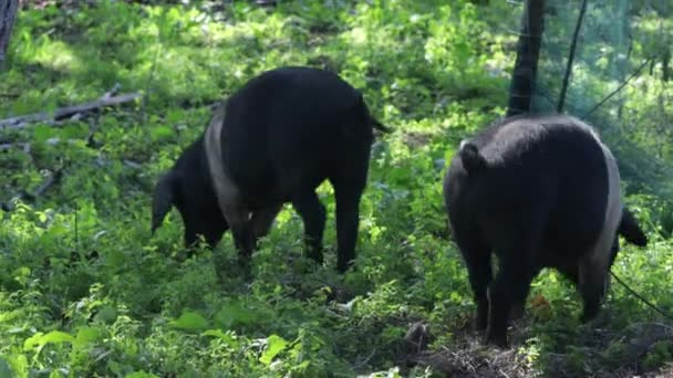 Black Belted Cochon Race Slovénie Plein Air — Video