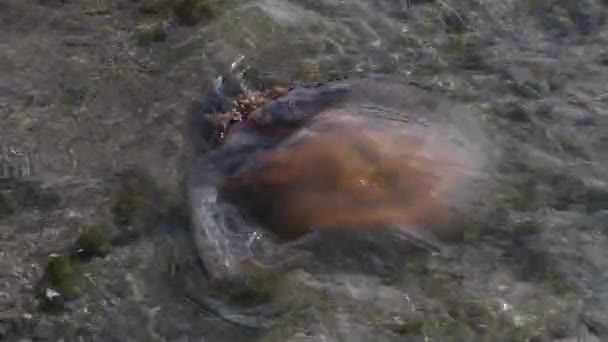 Адриатическое Море Сцифозоа Медузы Просто Истинные Медузы Дельте Реки Соа — стоковое видео