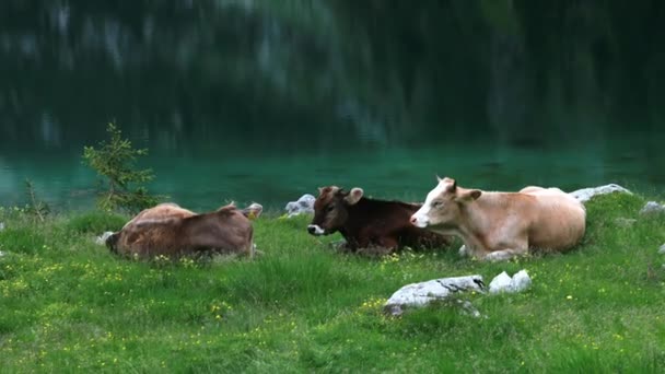 Vacas Leiteiras Domésticas Deitadas Prado Perto Belo Lago Água Verde — Vídeo de Stock