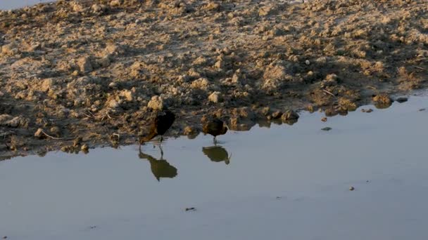 Дві Глянцеві Ібіси Або Латинська Назва Plegadi Falcinellus Waterbird Водах — стокове відео