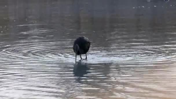 Glossy Ibis Nebo Latinský Název Plegadis Falcinellus Waterbird Vodách Řeky — Stock video