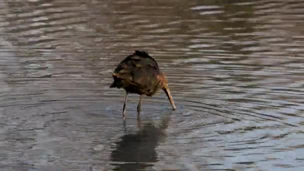 意大利朱利亚弗留利河畔伊松佐三角洲水域的Glossy Ibis或Latin名称Plegadis Falcinellus Waterbird — 图库视频影像