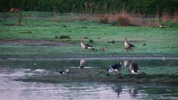 意大利索拉河三角洲的清晨水生物 伊松佐河 有许多水鸟 鹅和它们的宝宝 — 图库视频影像