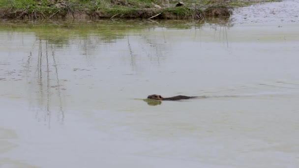 Nutria Myocastor Coypus Swimming Searching Food Swamp Delta River Soa — Αρχείο Βίντεο