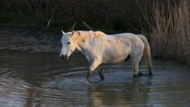 Белая Дикая Лошадь Идущая Воде Первых Утренних Огнях Isola Della — стоковое видео