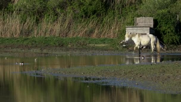 意大利Isola Della Cona保护区水上行走的白马 — 图库视频影像