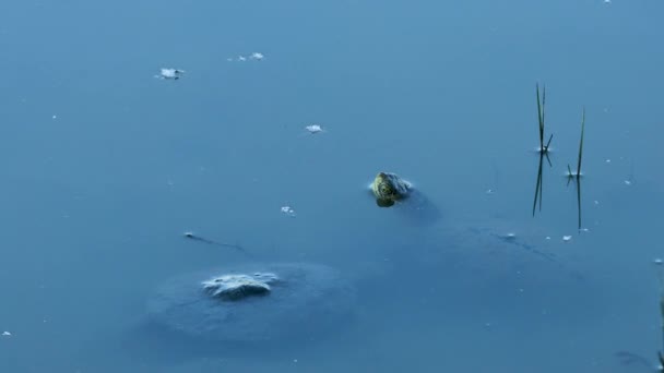 意大利 斯塔然扎诺 弗留利河畔朱利亚 苏亚河三角洲附近低洼地中的海龟 — 图库视频影像