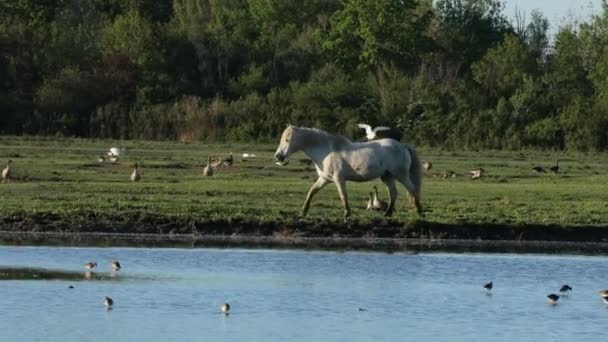 白いヘロンバードを持つ野生の白いカマルグ馬の共生 川ソア スタランノス — ストック動画