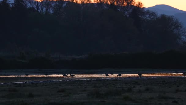ソア川のデルタの朝の最初のライト イソンゾ 生物学者や他の自然愛好家のためのよく確立された鳥観察旅行先 — ストック動画
