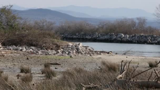 Delta Floden Soa Isonzo Där Sött Vatten Floden Berör Adriatiska — Stockvideo