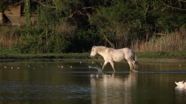 イタリアの沼で最初の朝にカマルグ馬の絵画暖かい日光 — ストック動画