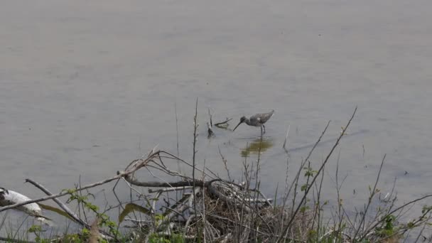 カールの鳥 最初の青い時間の朝のライトで海岸の低水で食べ物を捜しているNumeniuskata — ストック動画