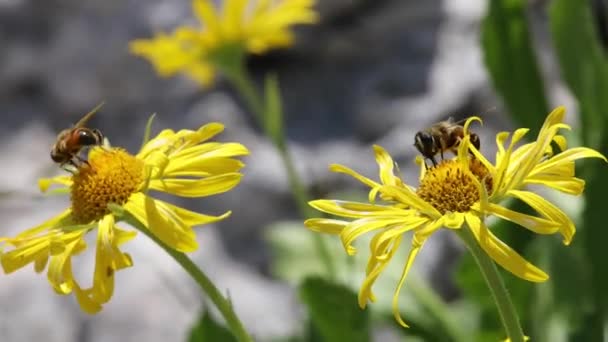 Fly Bee Selvagem Inseto Polinizando Flor Alpina Close — Vídeo de Stock