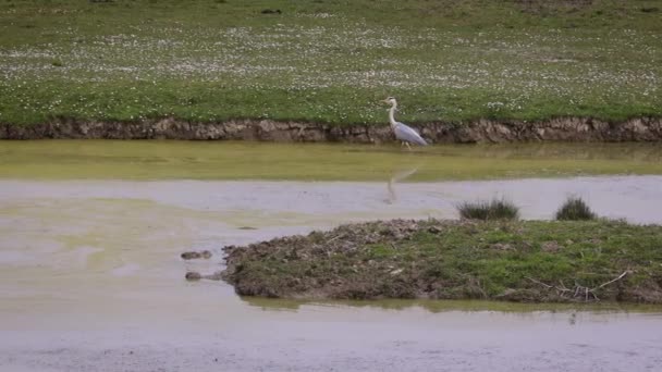 Grey Heron Lov Nízké Vodě Řeky Soa Bažiny Její Deltě — Stock video