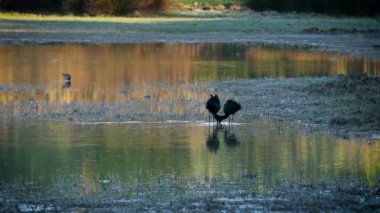 İki Parlak Ibis veya Latince adıyla Plegadis Falcinellus İtalya 'nın Friuli Venezia Giulia kentindeki Isonzo Deltası' nın sularında bulunan su kuşu.