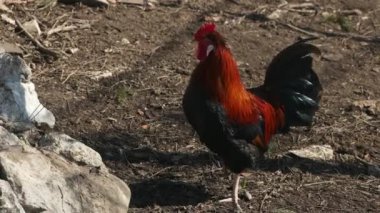 Altsteirer ya da Styrian Hen Slovenya ve Avusturya devletleri Styria kökenli Özerk Evcil Tavuk Türü.