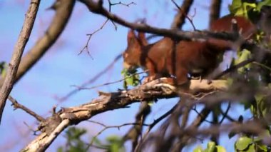 Kızıl Avrupalı Sincap sabahın ilk ışıklarıyla bir ağacın dallarından atlıyor. 
