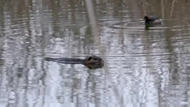 Nutria Myocastor Coypus Nuota Vicino Grande Uccello Crestato Del Grebe — Video Stock
