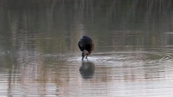 Błyszczący Ibis Lub Łacińska Nazwa Plegadis Falcinellus Waterbird Niskiej Wodzie — Wideo stockowe
