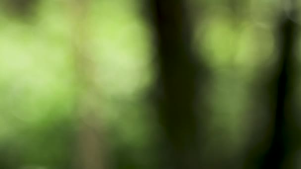 Θολή Θέα Ενός Πράσινου Δάσους Θολή Όραση Ένα Καταπράσινο Καλοκαιρινό — Αρχείο Βίντεο
