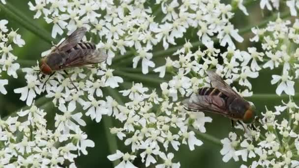 高山花授粉上的两只马蝇 — 图库视频影像