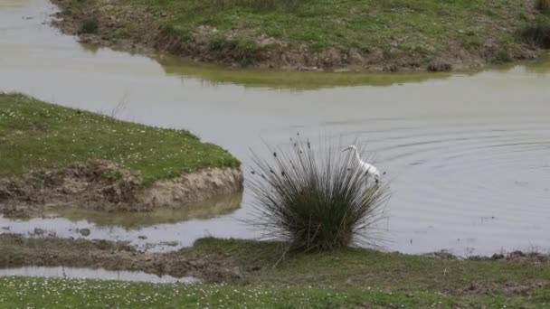White Heron Lov Nízké Vodě Řeky Soa Bažiny Její Deltě — Stock video