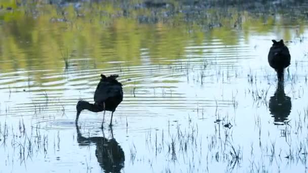 2つの光沢のあるイビス Plegadisファルシネラス 朝の暖かいライトで北イタリアの沼の水鳥 — ストック動画