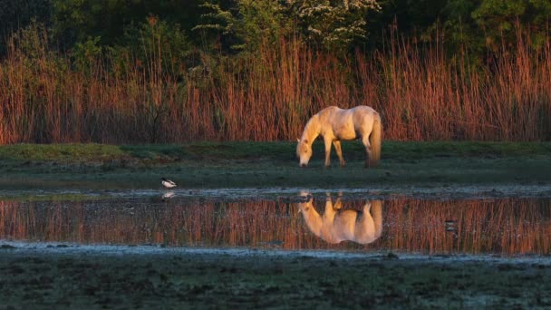 Pastva Camargue Horse Prvních Ranních Teplých Slunečních Paprscích — Stock video