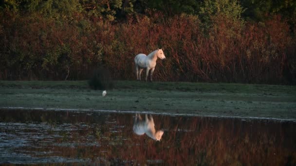 Pasture Camargue Horse First Morning Warm Sunrays — Stock Video