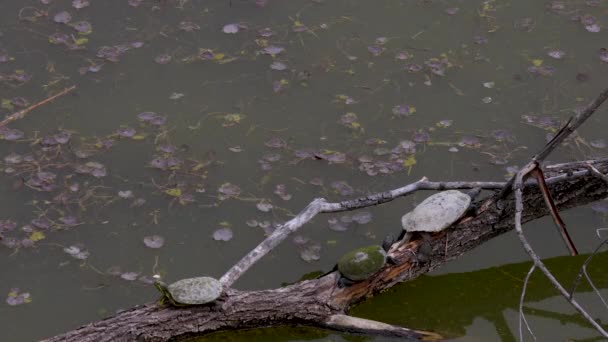 Marshskildpadder Det Lave Vand Sumpe Nær Soa River Delta Staranzano – Stock-video