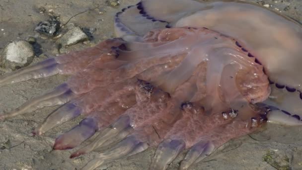 Adriatic Sea Scyphozoa Jellyfish Just True Jellyfish Delta River Soa — Stok Video