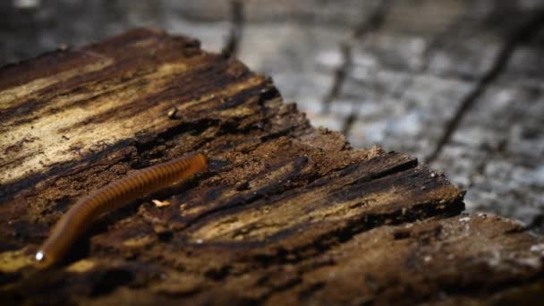Millipede Macro Pest Παράσιτο Δέντρου — Αρχείο Βίντεο