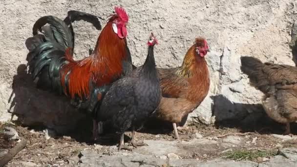 Altsteirer Styrian Hen Slovenia Helmeted Guinea Fowl Free Range Farm — Stock Video