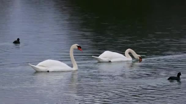 Dois Pássaros Cisnes Nadando Rio Isonzo Rio Soa Luzes Manhã — Vídeo de Stock