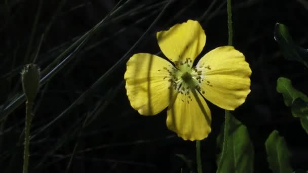 Papaver Alpinum Alpejski Lub Krasnoludkowy Dziki Kwiat Porannym Świetle Słońca — Wideo stockowe