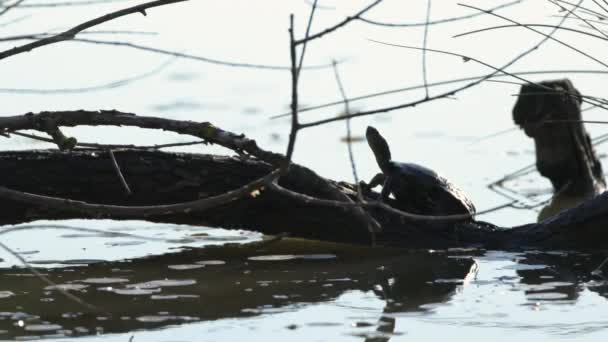 Moerasschildpadden Het Laagwater Van Moerassen Bij Soa River Delta Staranzano — Stockvideo